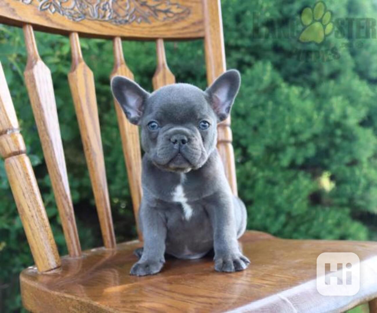 Francouzský buldoček s pp - foto 1