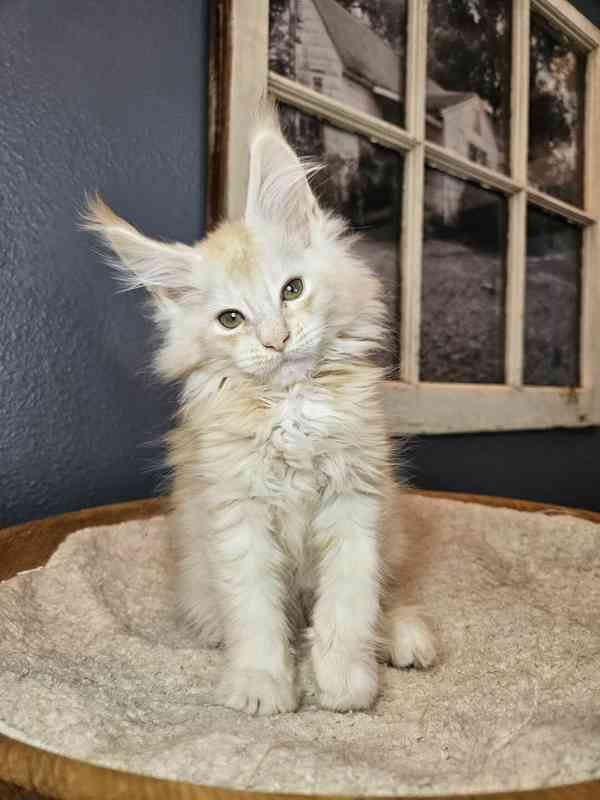 Mainská mývalí koťátka s PP - foto 3