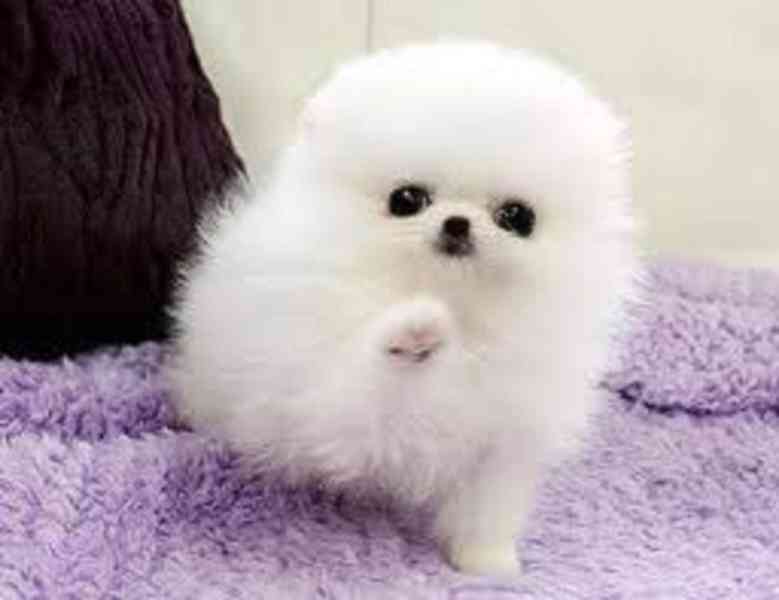 Německý špic trpasličí (Pomeranian) Štěňátka - foto 2