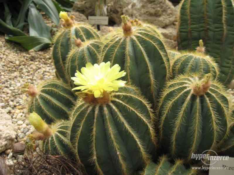 kaktus Eriocactus Magnificus - semena - foto 1