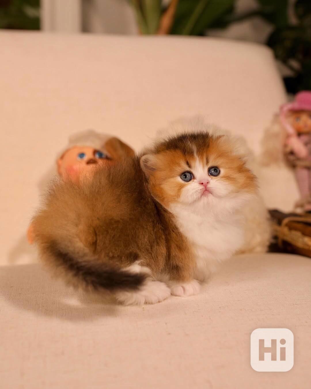 Koťátka britské krátkosrsté plemene munchkin, samci a samice - foto 1