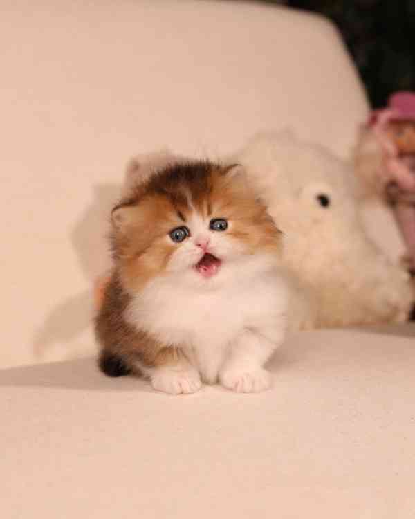 Koťátka britské krátkosrsté plemene munchkin, samci a samice - foto 2