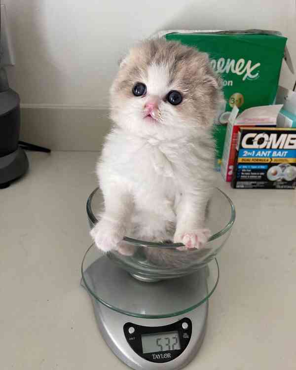 Koťátka britské krátkosrsté plemene munchkin, samci a samice - foto 3