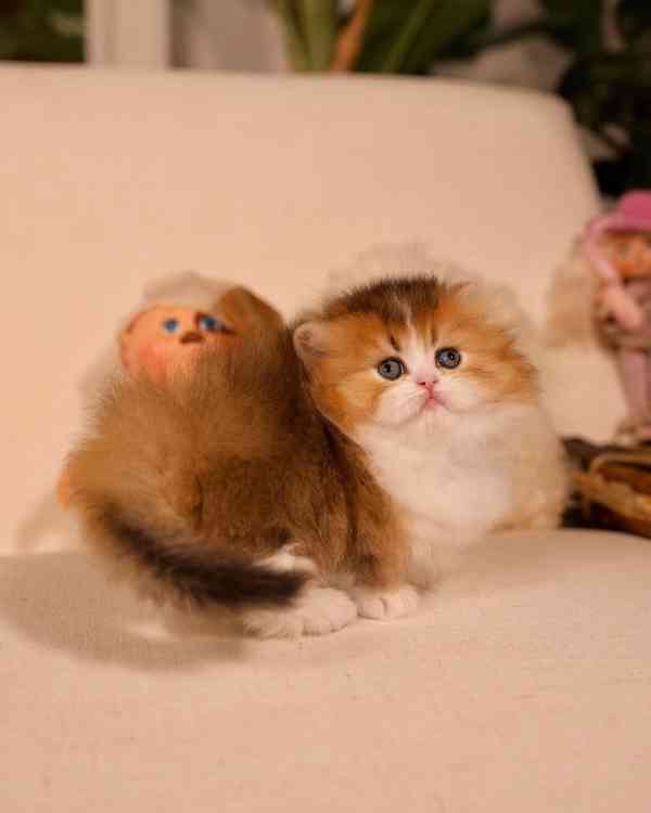 Koťátka britské krátkosrsté plemene munchkin, samci a samice