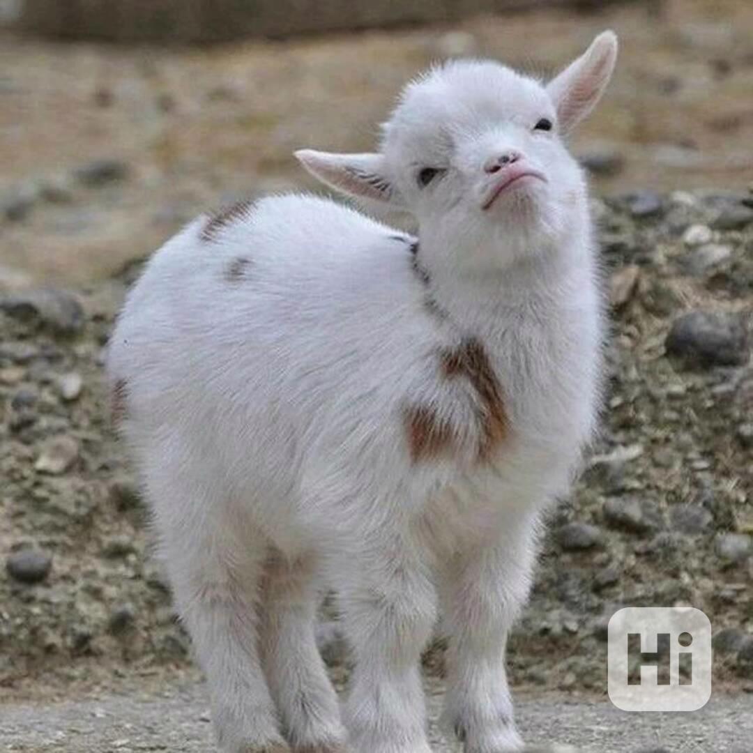 Roztomilé kozy na prodej!  - foto 1