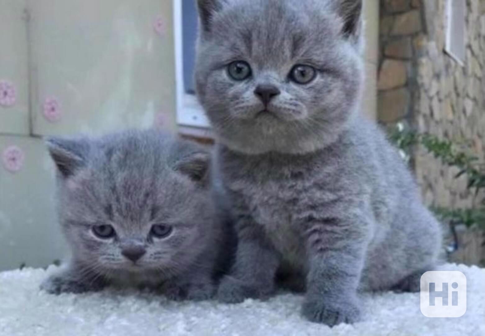 Britská krátkosrstá koťata - foto 1