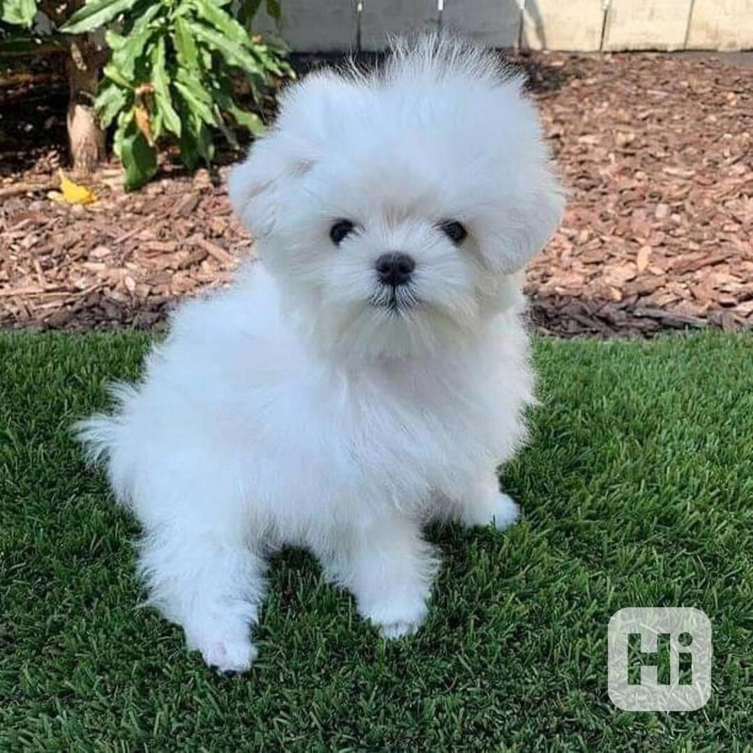 Vynikající štěňata maltézského ovčáka připravená do svého no - foto 1