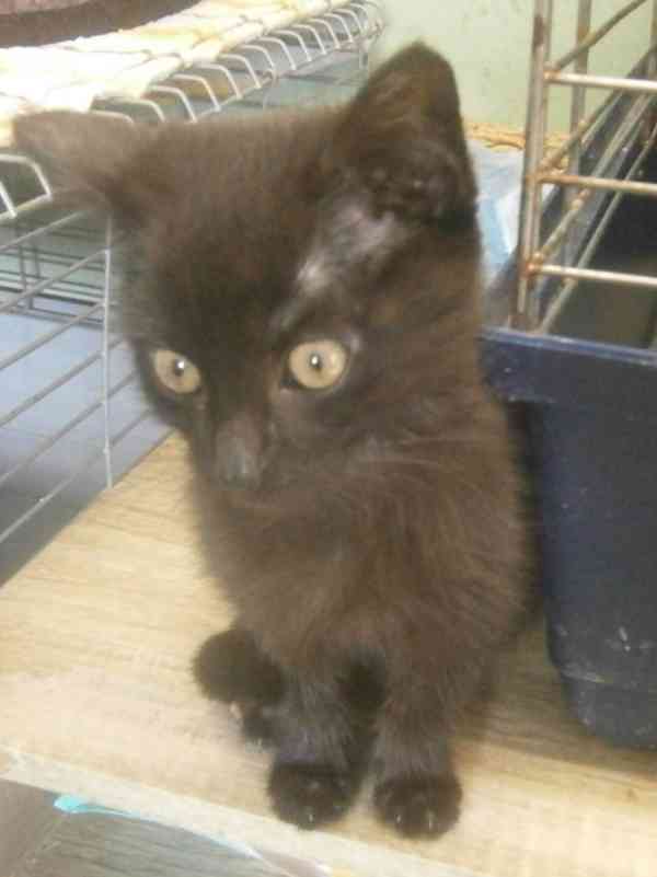 Hravý, hodný, šikovný 3,5měsíční černý Davídek - foto 2