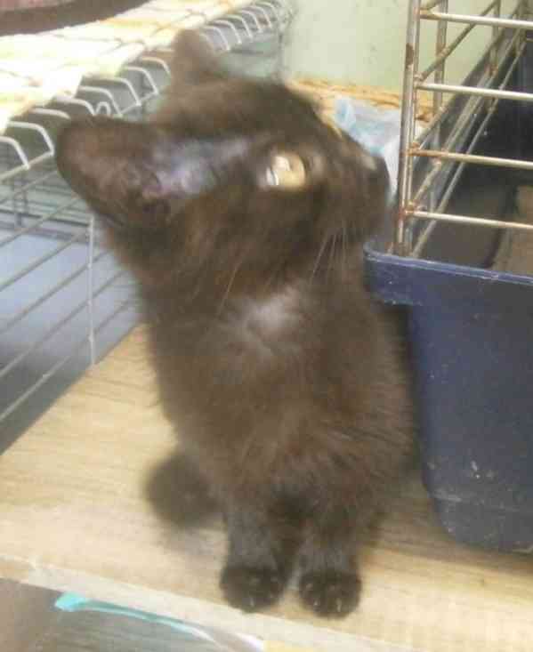 Hravý, hodný, šikovný 3,5měsíční černý Davídek - foto 6