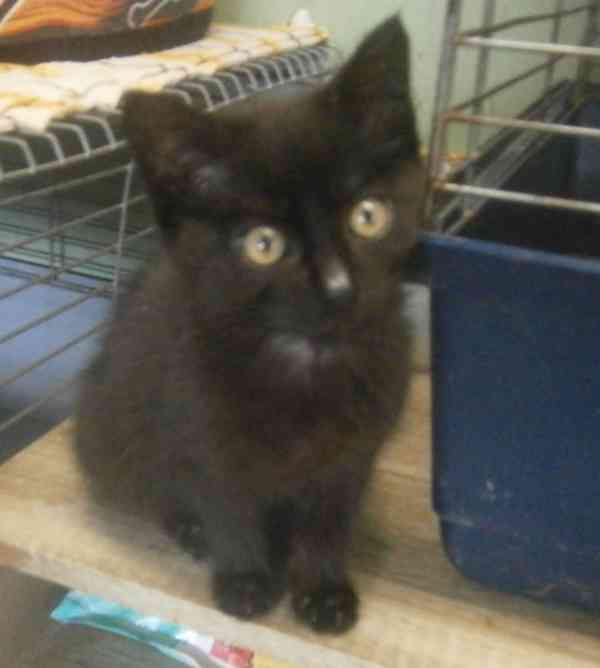 Hravý, hodný, šikovný 3,5měsíční černý Davídek - foto 1