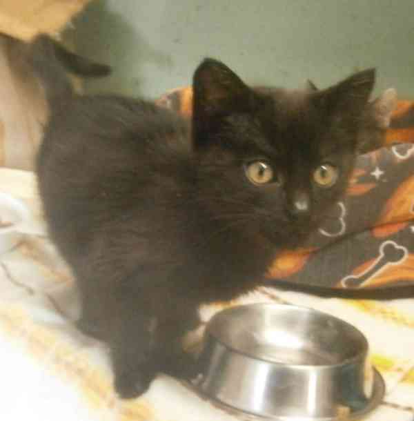 Hravý, hodný, šikovný 3,5měsíční černý Davídek - foto 5