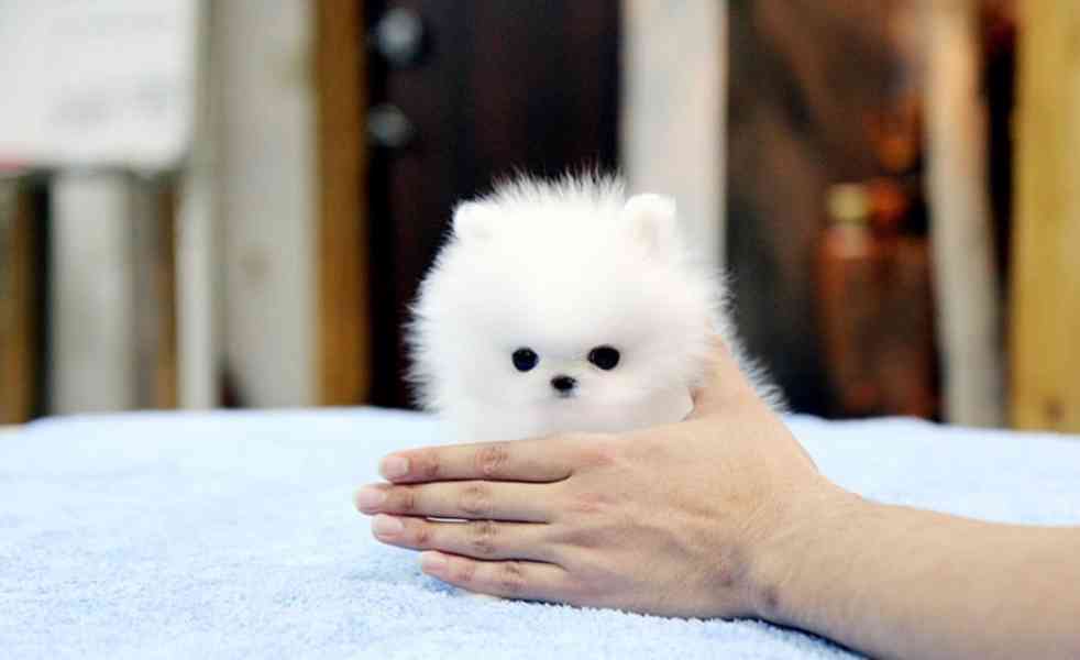 štěňata pomeranského ovčáka - foto 2