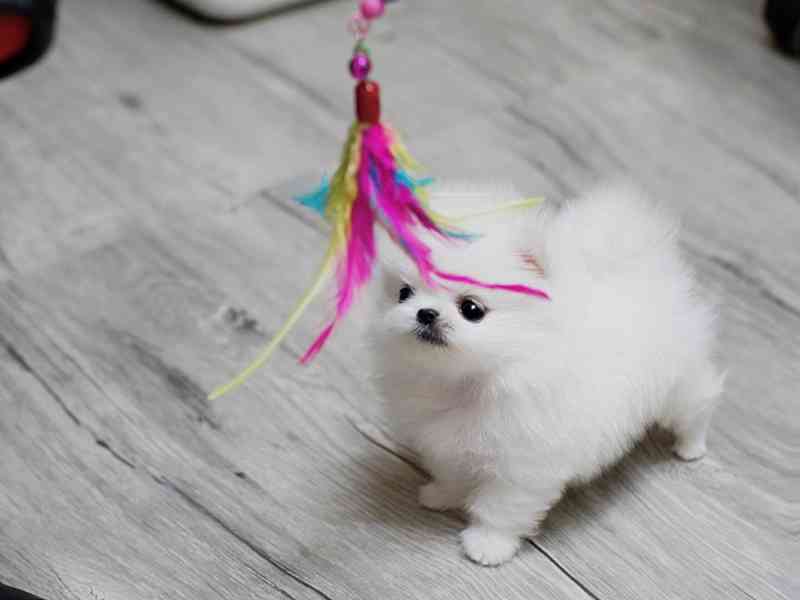 štěňata pomeranského ovčáka - foto 3