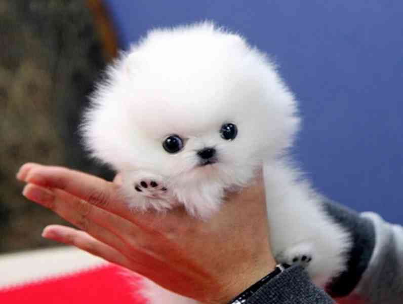 štěňata pomeranského ovčáka