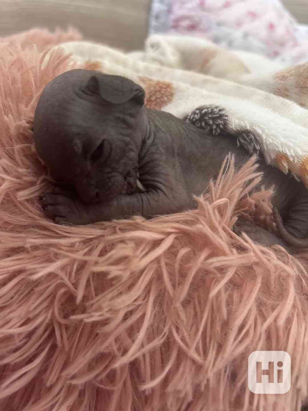 Nahatá koťátka sphynx k rezervaci - 4 kluci - foto 1