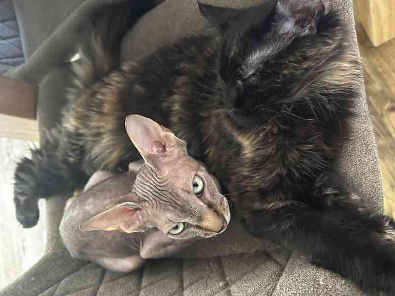Nahatá koťátka sphynx k rezervaci - 4 kluci - foto 5