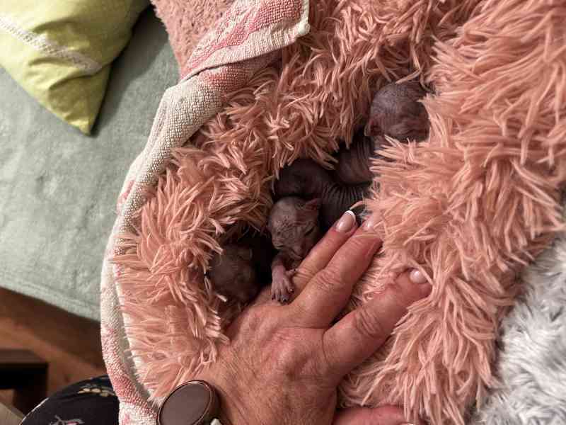Nahatá koťátka sphynx k rezervaci - 4 kluci - foto 4