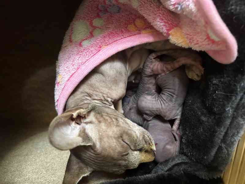 Nahatá koťátka sphynx k rezervaci - 4 kluci - foto 6