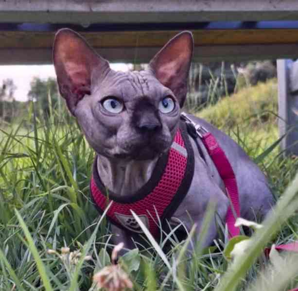 Nahatá koťátka sphynx k rezervaci - 4 kluci - foto 8
