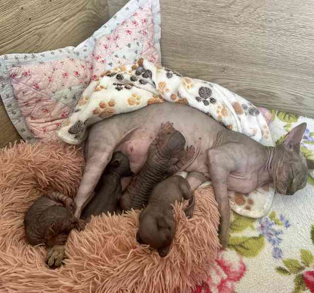 Nahatá koťátka sphynx k rezervaci - 4 kluci - foto 2