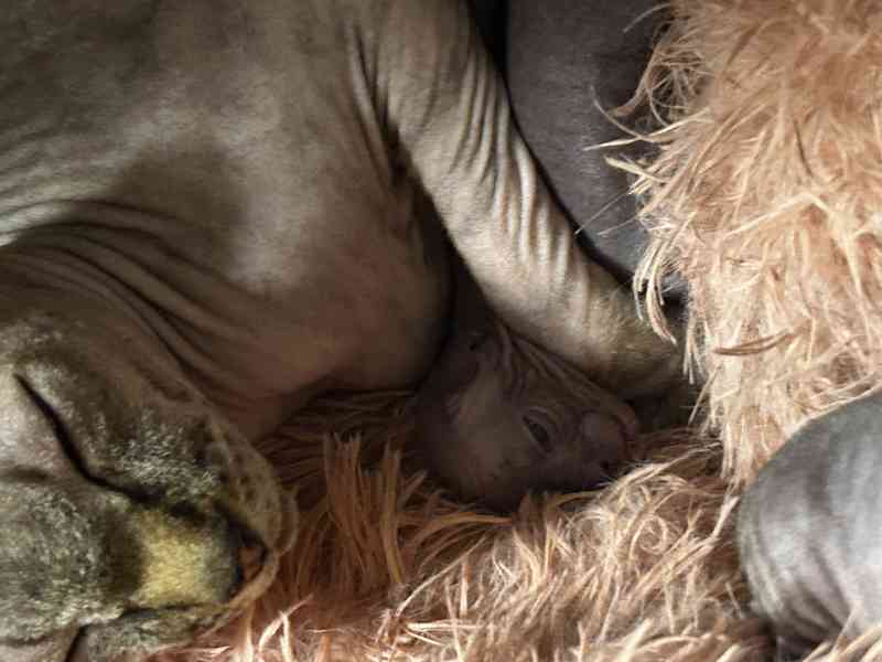 Nahatá koťátka sphynx k rezervaci - 4 kluci - foto 3