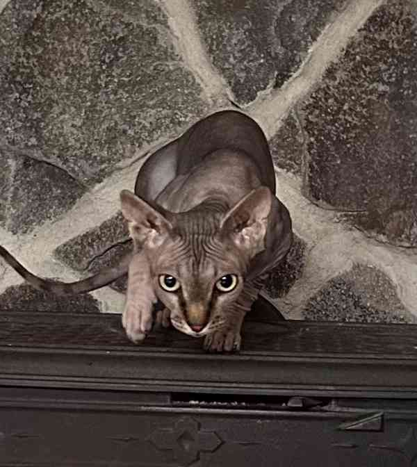 Nahatá koťátka sphynx k rezervaci - 4 kluci - foto 7