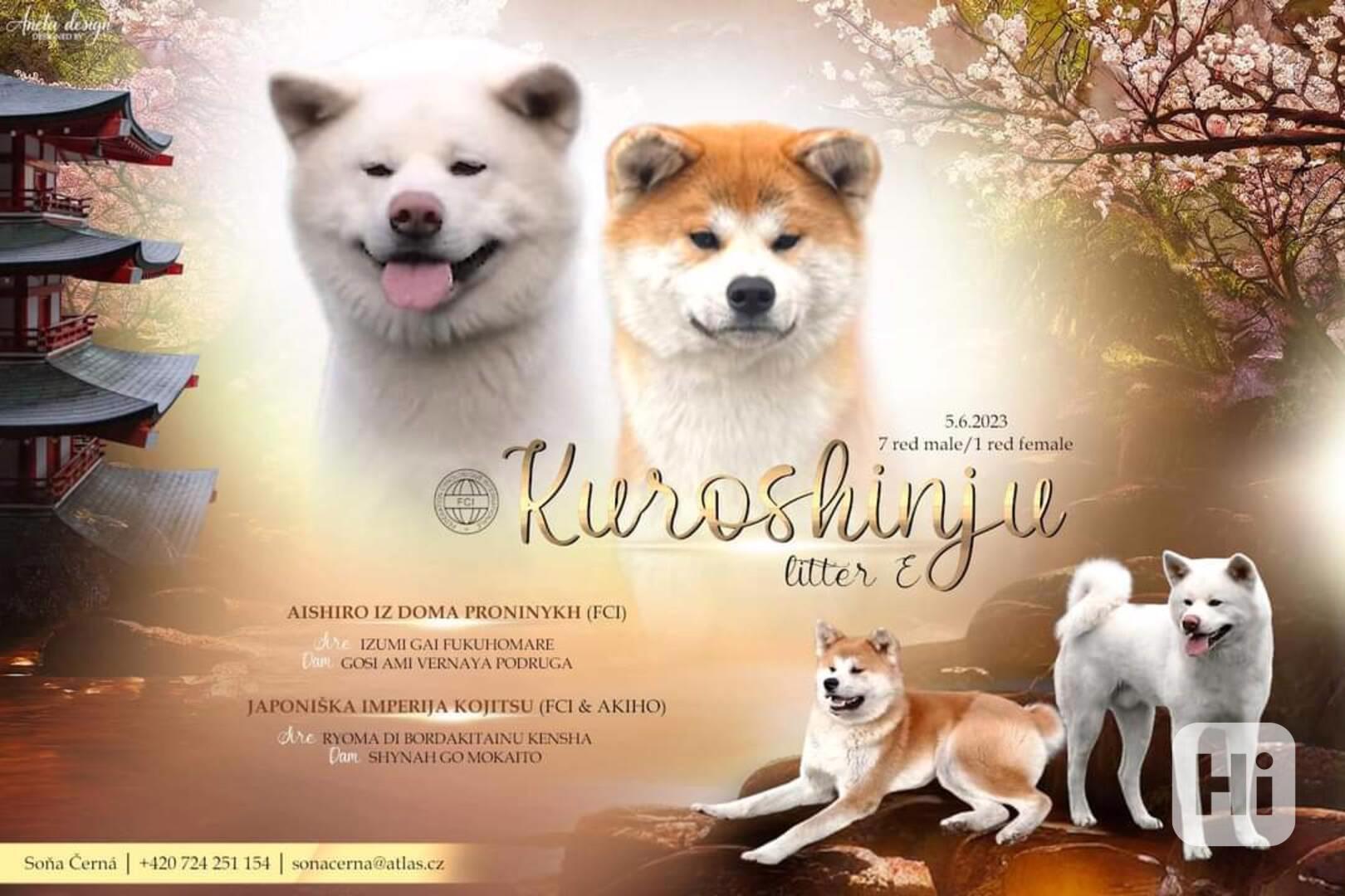Akita inu s PP - foto 1