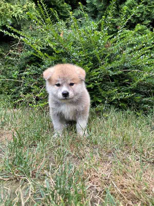 Akita inu s PP - foto 5
