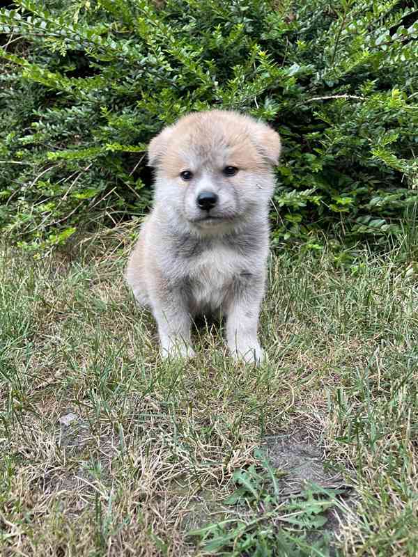 Akita inu s PP - foto 4