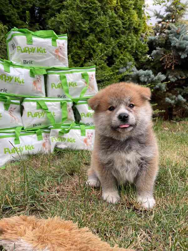 Akita inu s PP - foto 3