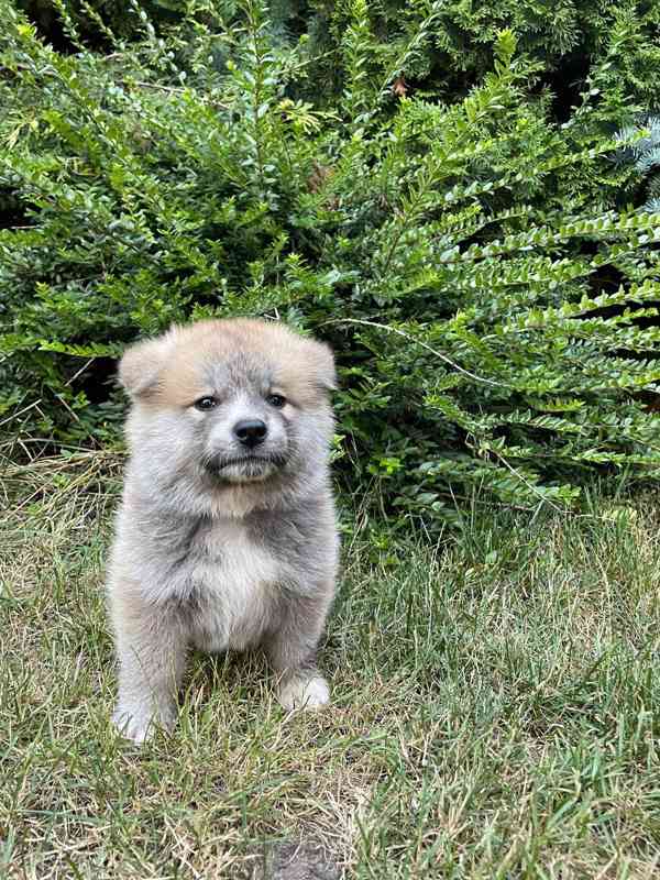 Akita inu s PP - foto 6