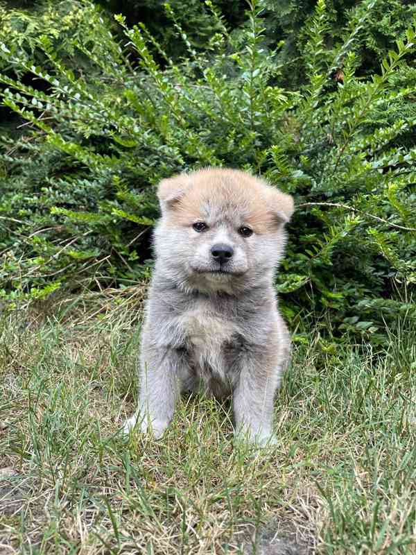 Akita inu s PP - foto 7