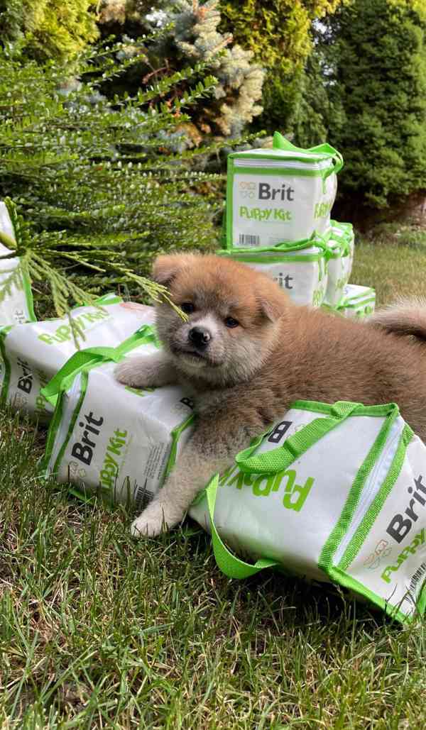 Akita inu s PP - foto 2