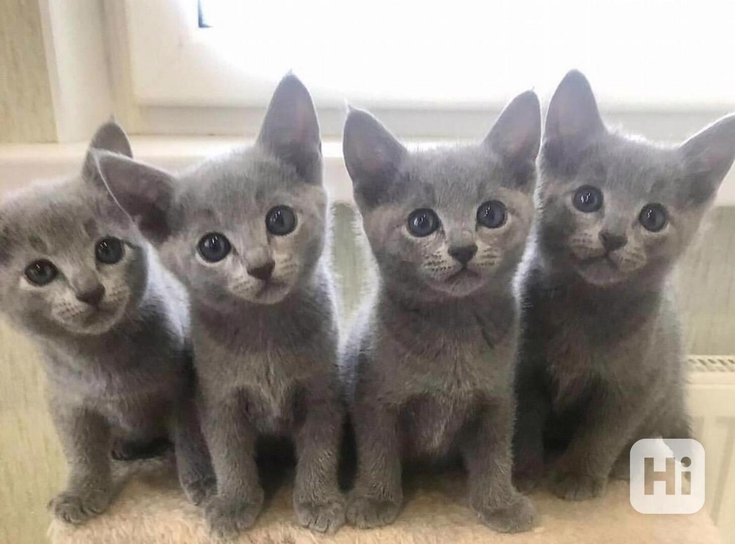 Krásné ruské modré kotě na prodej - foto 1