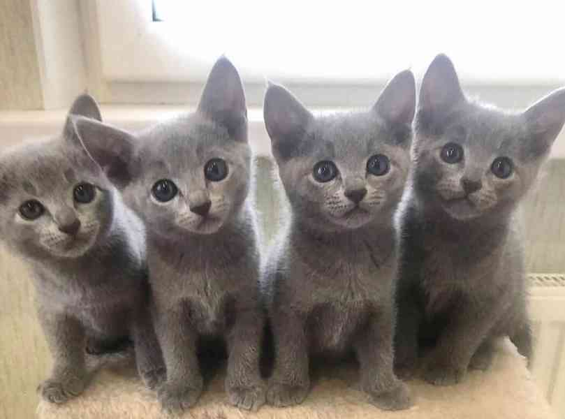 Krásné ruské modré kotě na prodej
