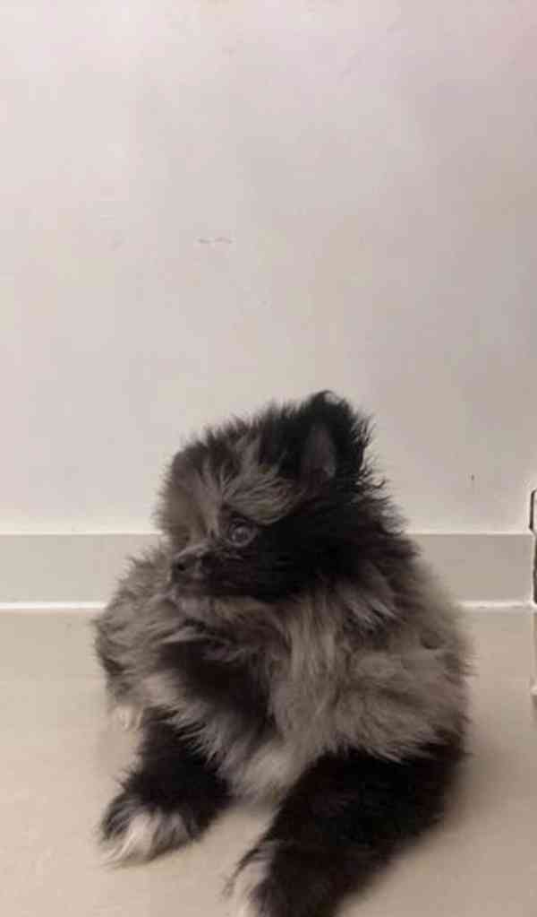  Pomeranian READY TO LEAVE Zbývají 2 chlapci - foto 1
