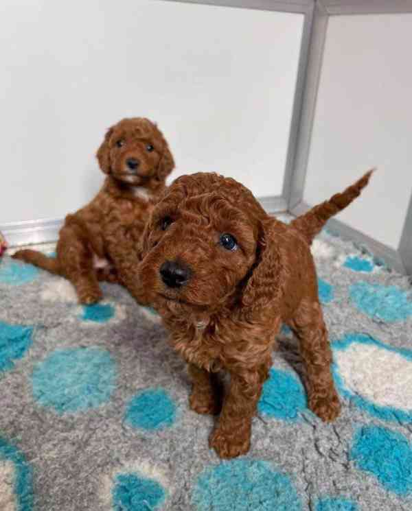 Krásné štěně pudla - foto 1