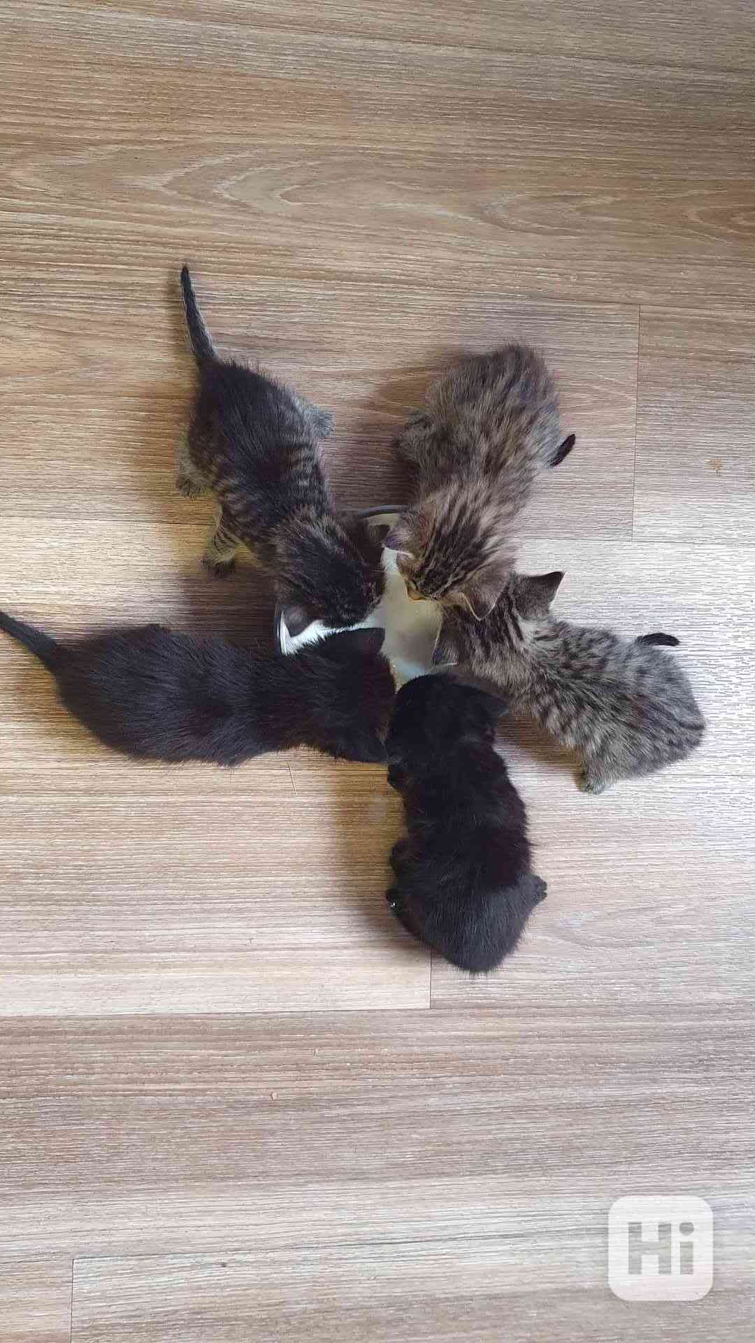 Daruji roztomilá koťata - foto 1