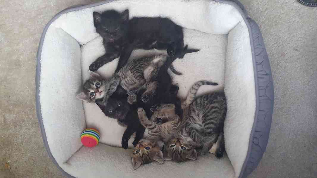 Daruji roztomilá koťata - foto 4