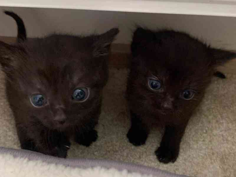 Daruji roztomilá koťata - foto 3