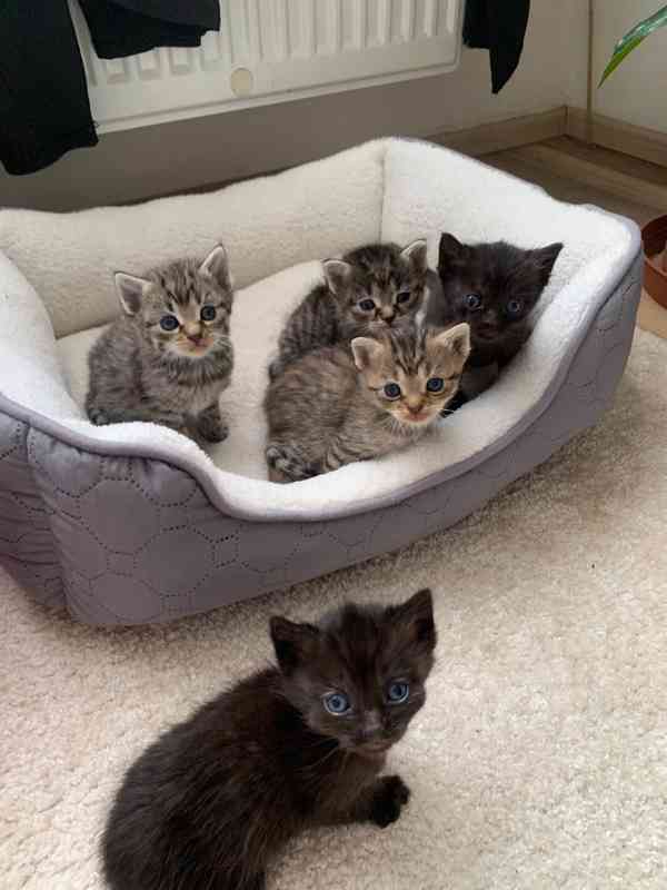 Daruji roztomilá koťata - foto 2