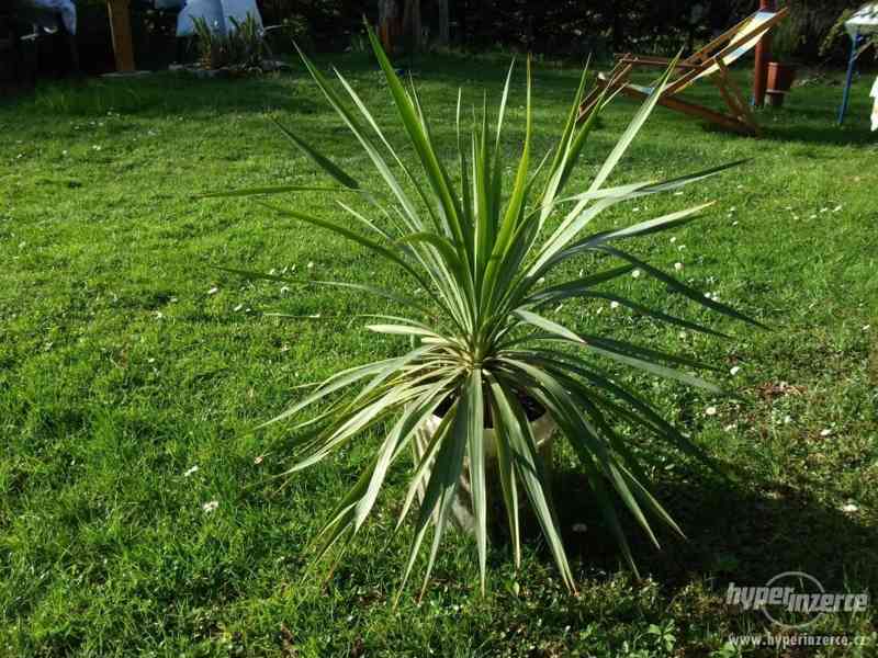 Velké palmy + malé palmy  yucca - foto 1