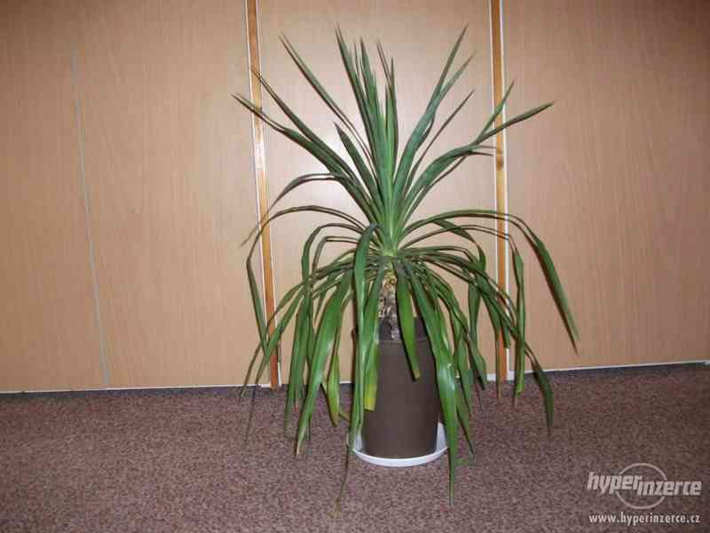 Velké palmy + malé palmy  yucca - foto 2