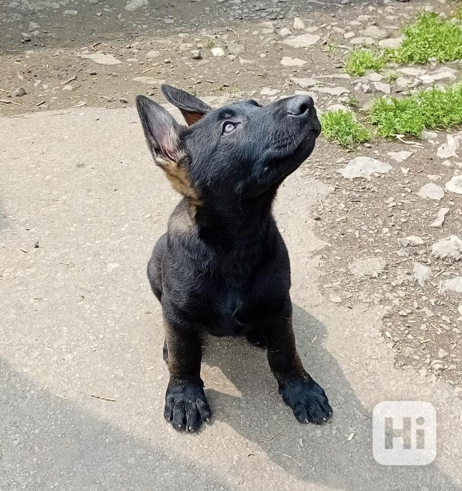 Německý ovčák štěňata  - foto 1