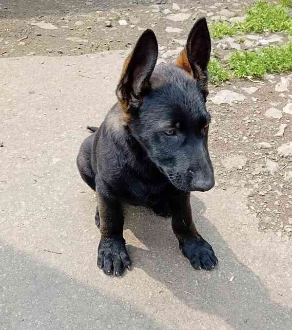 Německý ovčák štěňata  - foto 2