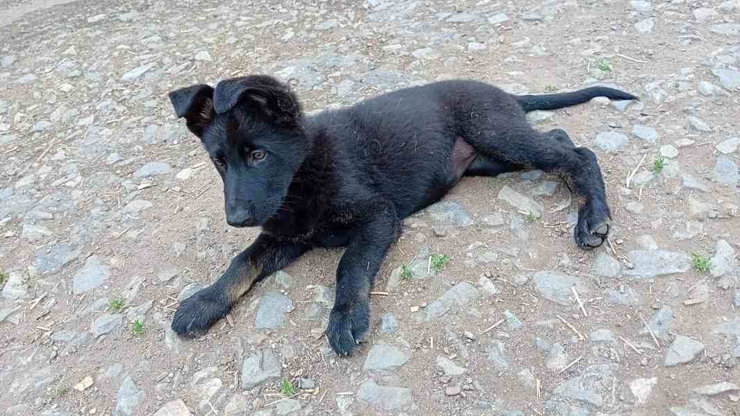Německý ovčák štěňata  - foto 10