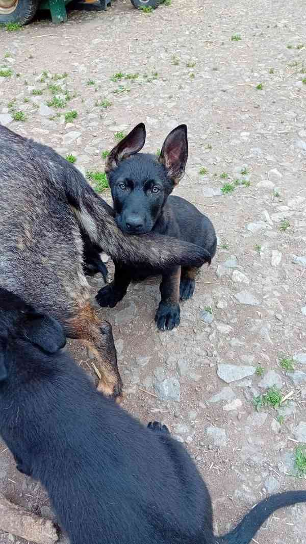 Německý ovčák štěňata  - foto 7