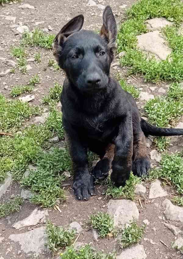Německý ovčák štěňata  - foto 3