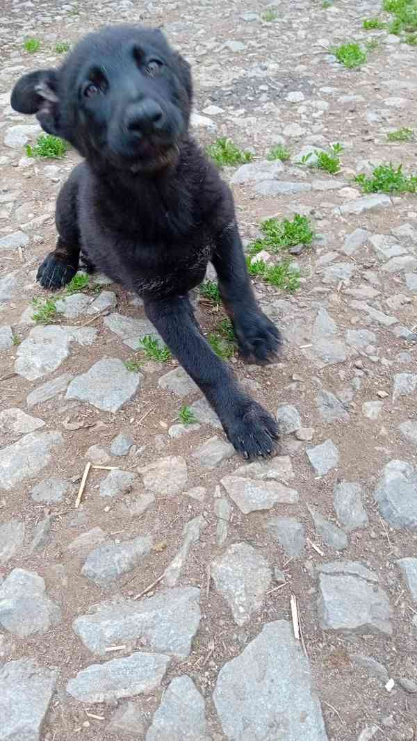Německý ovčák štěňata  - foto 9