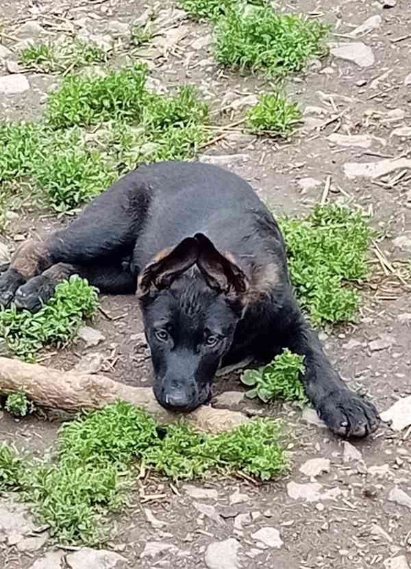 Německý ovčák štěňata  - foto 8